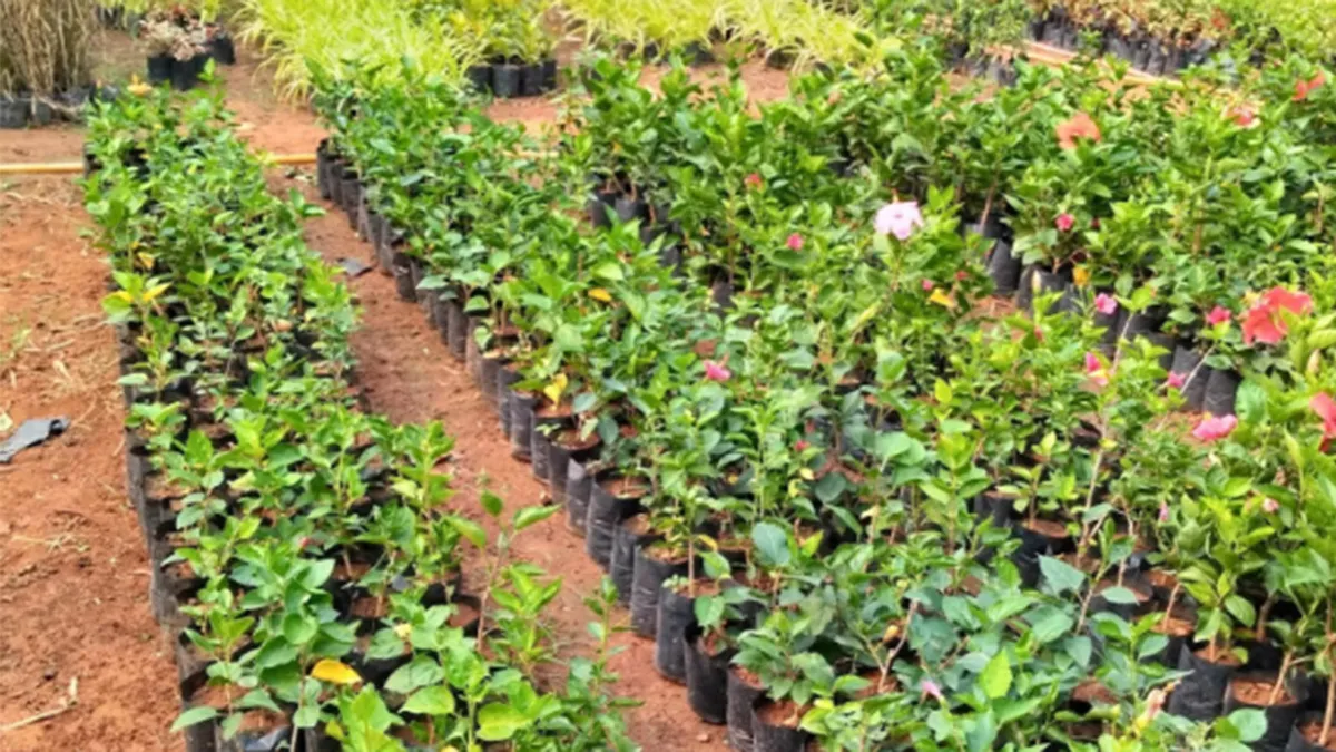 Appanna rose gardens 1