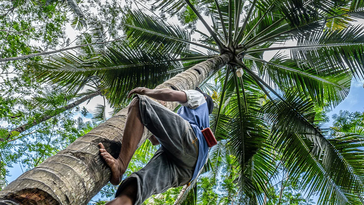 Coconut Development Board has set up a call centre in Kochi to cater to the needs of coconut growers