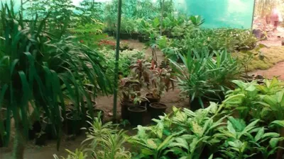 SSV Gardening Services