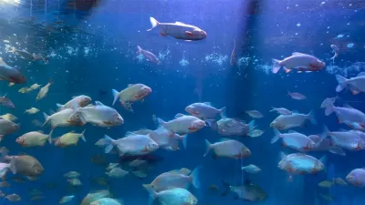 Lokaranjan Aqua World Underwater Zoo