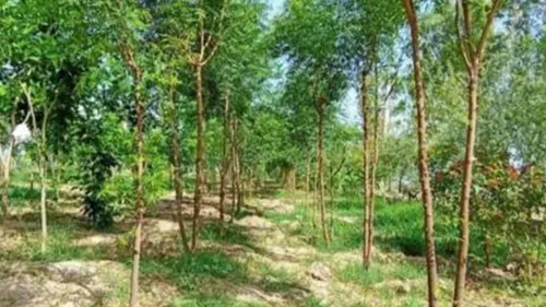 The Amrit Van campaign to create mini-forests on vacant panchayat and government land has started giving satisfactory results 